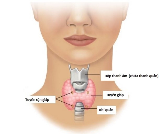 Bệnh lý tuyến giáp thường gặp