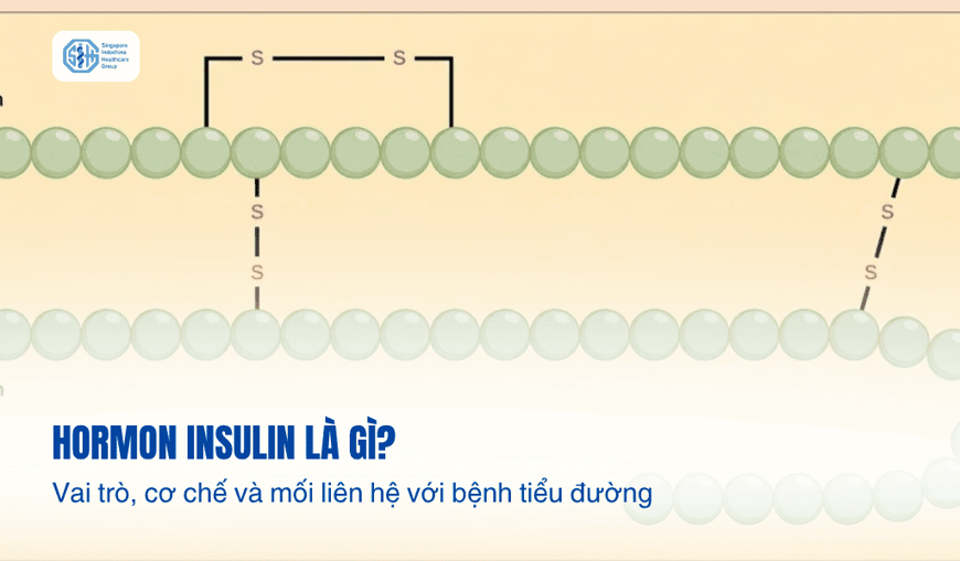 Hormone insulin là gì? Vai trò, cơ chế và mối liên hệ với bệnh tiểu đường