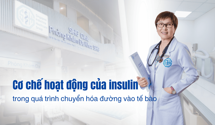 Cơ chế hoạt động của insulin trong quá trình chuyển hóa đường vào tế bào