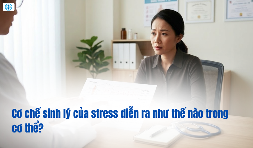 Cơ chế sinh lý của stress diễn ra như thế nào trong cơ thể?